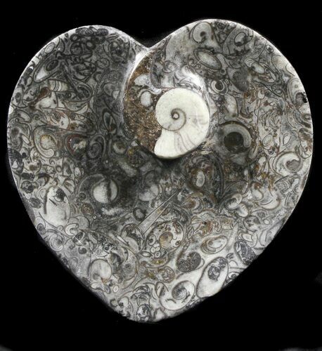 Heart Shaped Fossil Goniatite Dish #39341